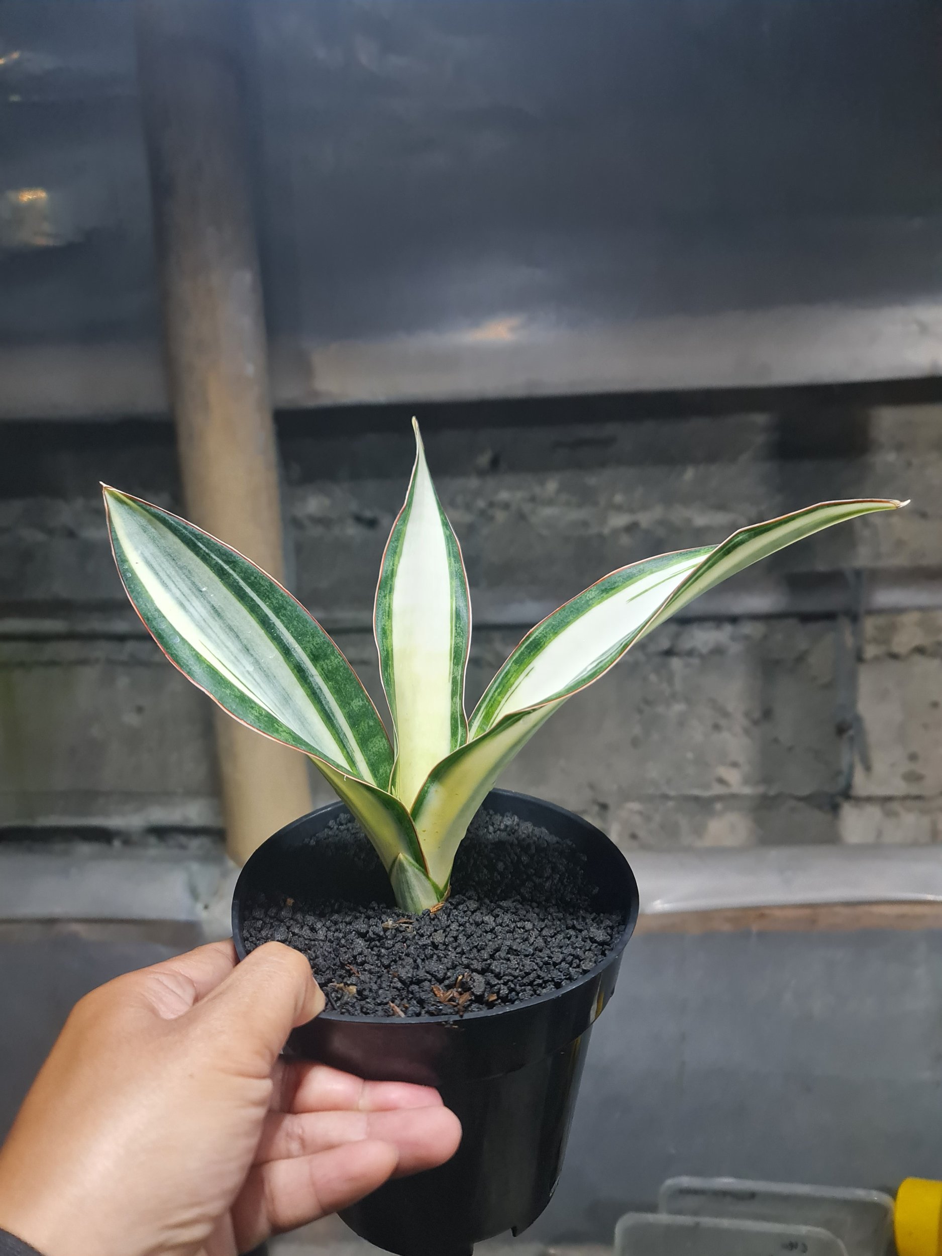 1777. Sansevieria Silver Rose Size 22cm - Image 2