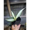 1777. Sansevieria Silver Rose Size 22cm
