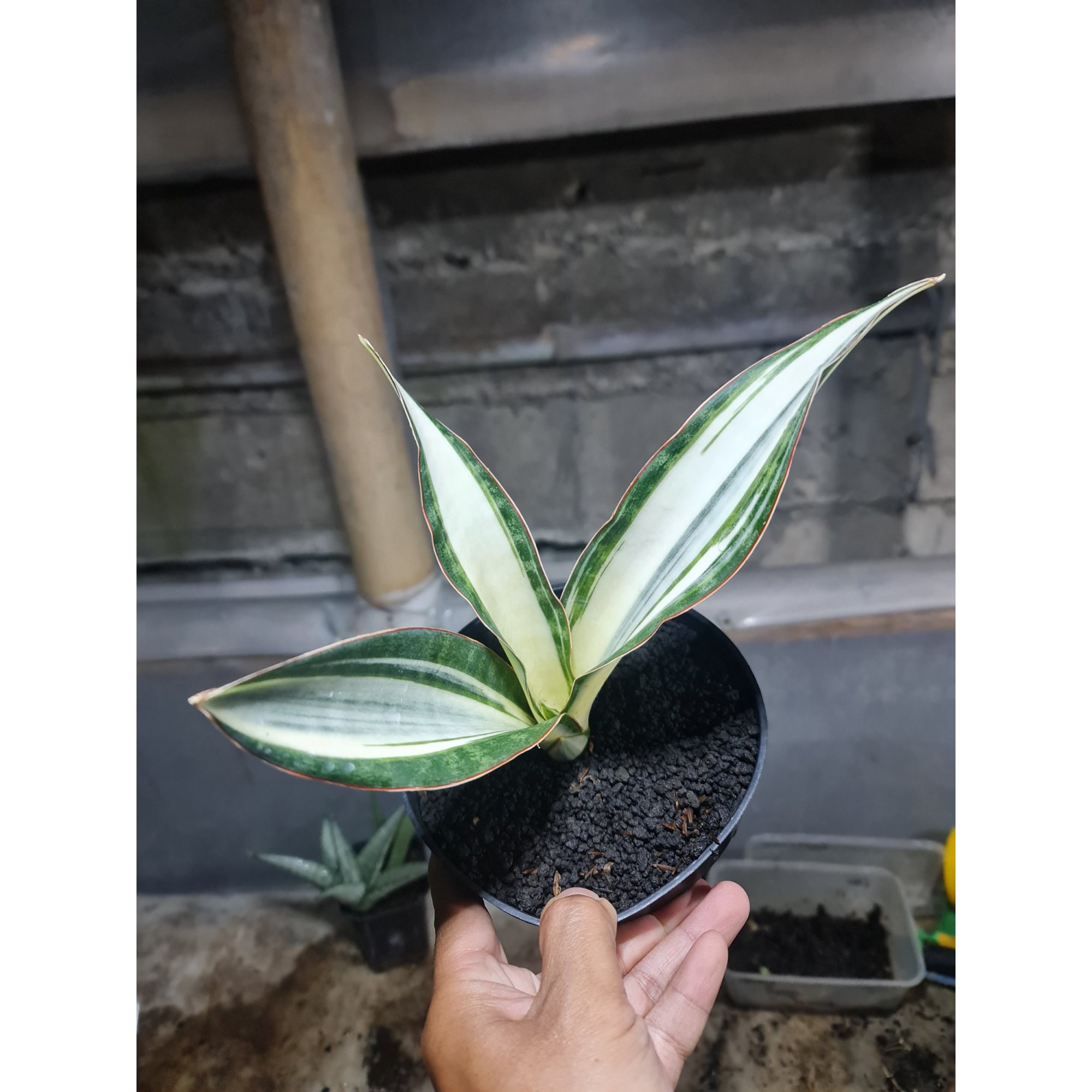 1777. Sansevieria Silver Rose Size 22cm