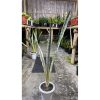 2087. Sansevieria Silver Street