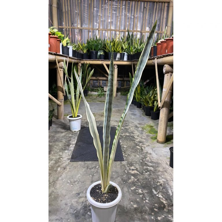2087. Sansevieria Silver Street