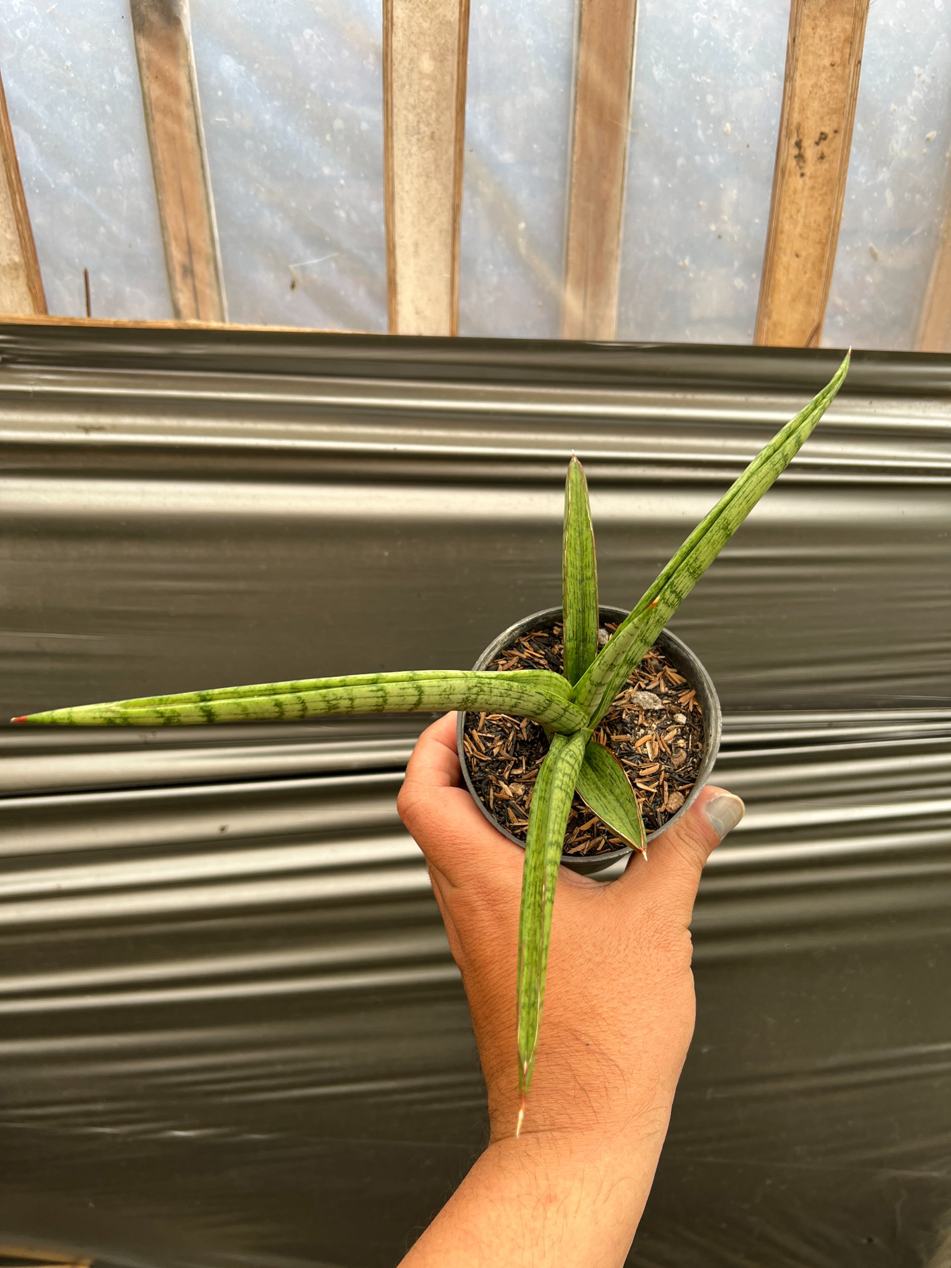 1638. Sansevieria Silver Surfer - Image 2