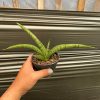1638. Sansevieria Silver Surfer