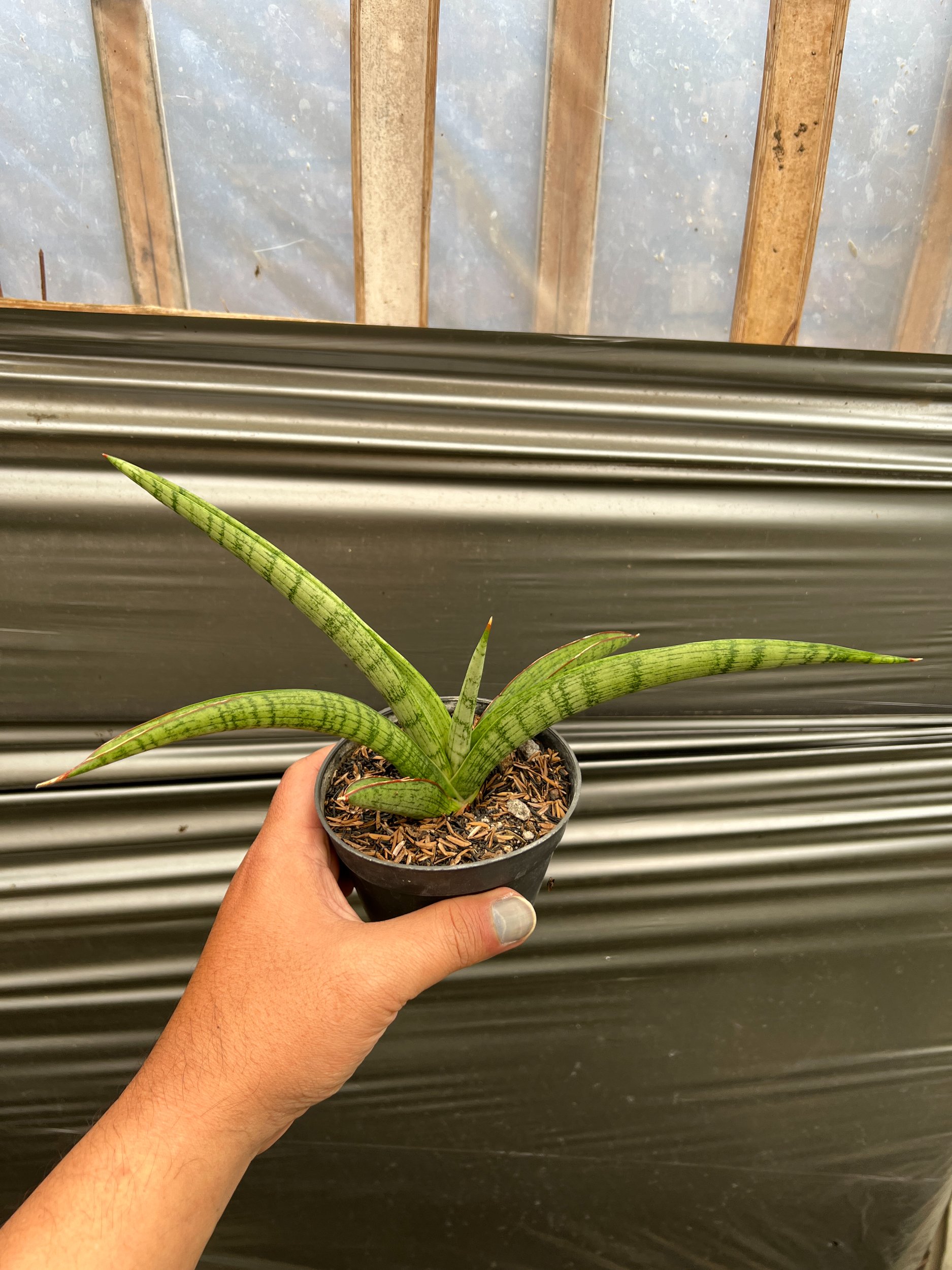 1638. Sansevieria Silver Surfer - Image 3