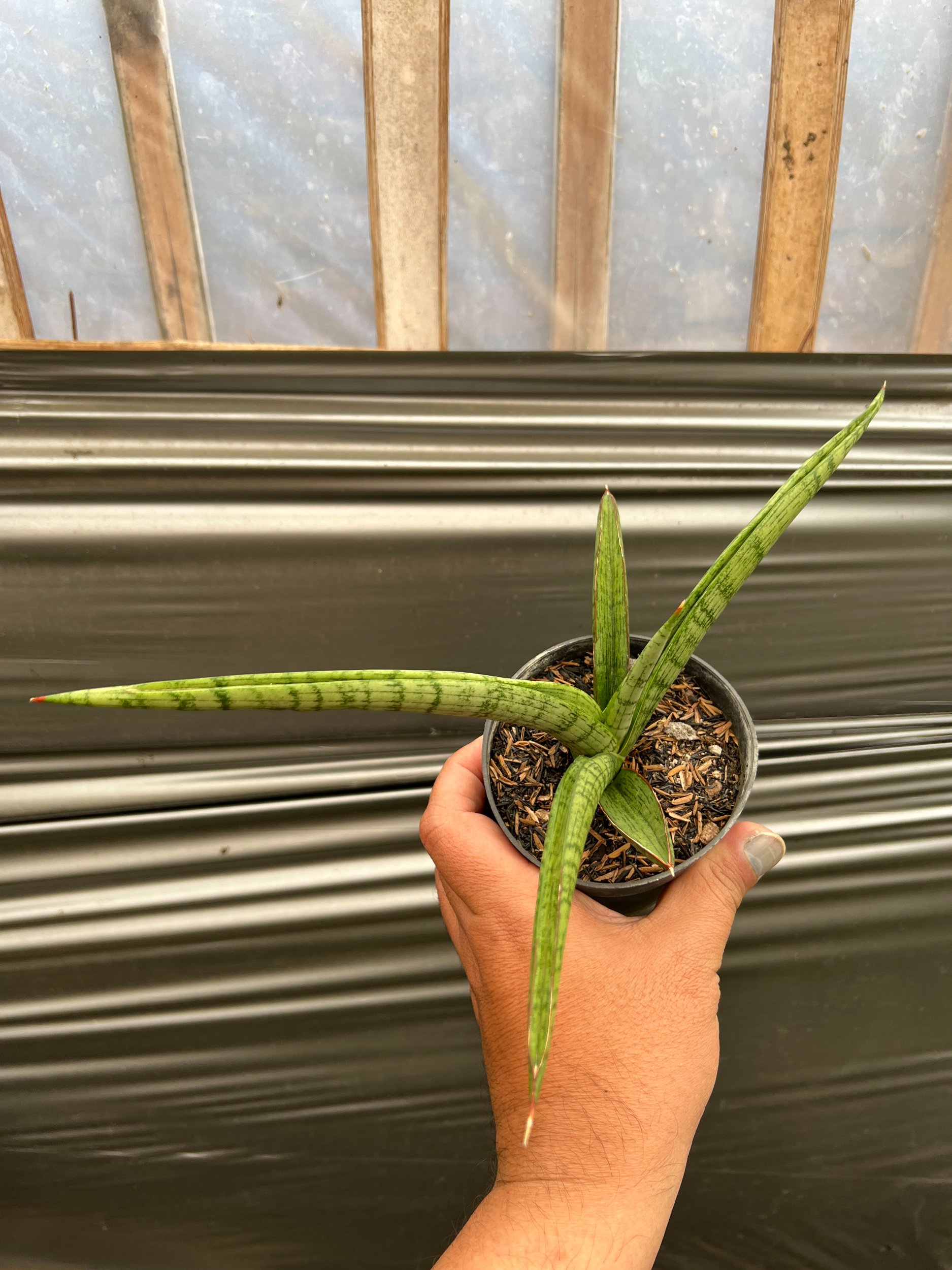 1638. Sansevieria Silver Surfer - Image 4