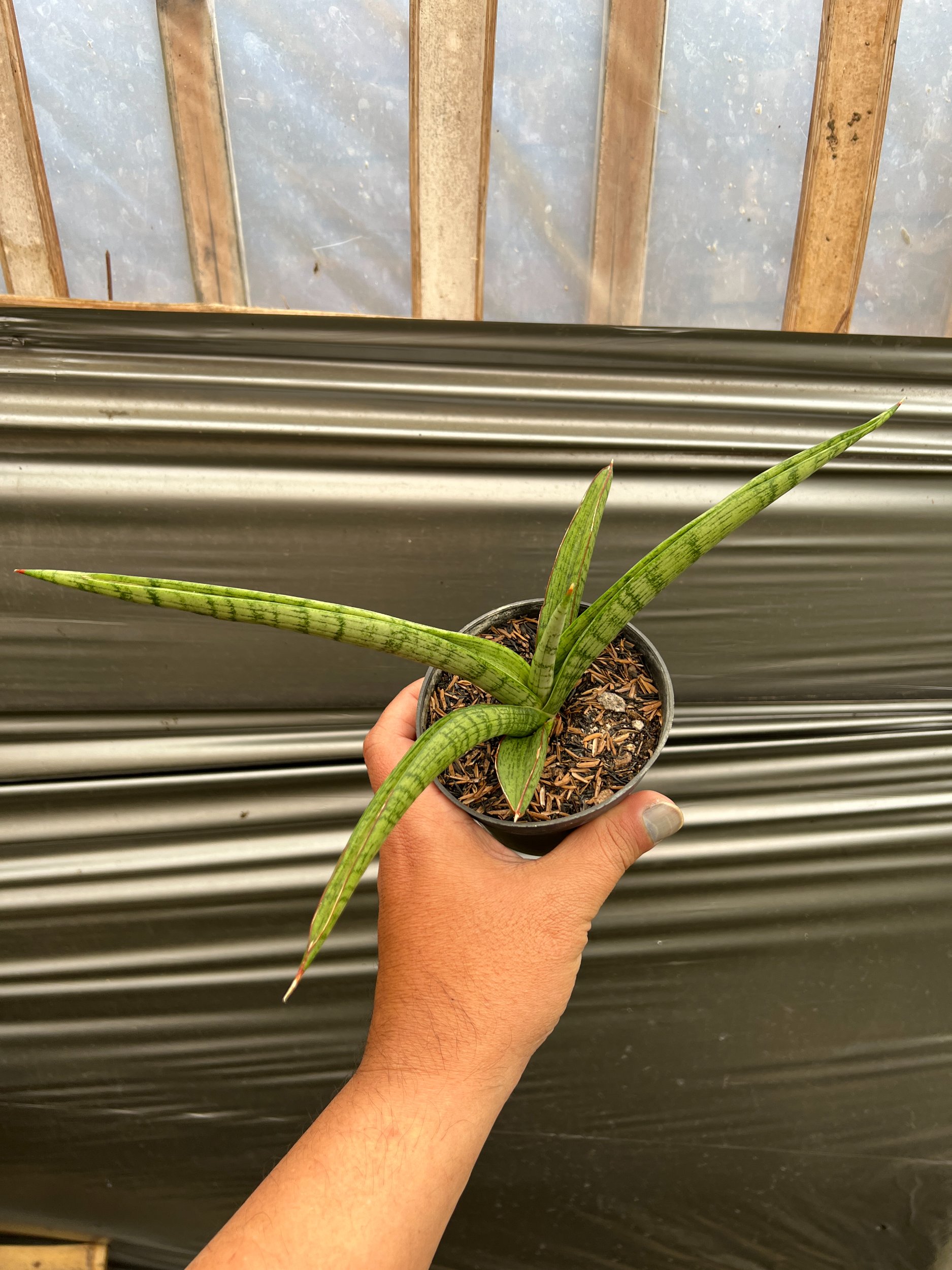 1638. Sansevieria Silver Surfer - Image 5
