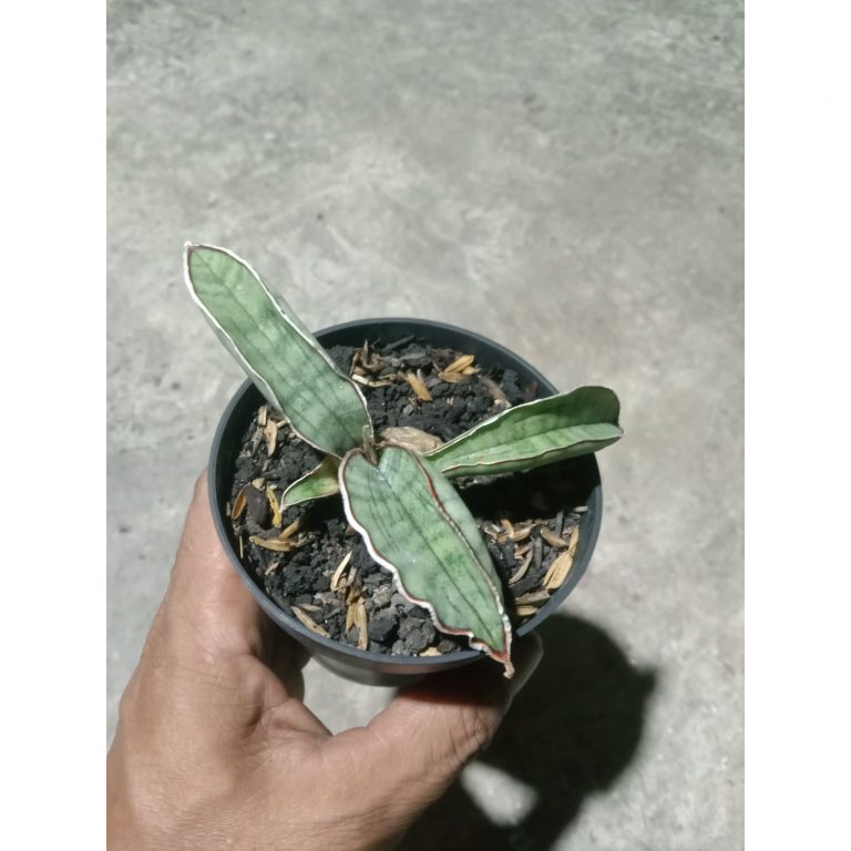 1892. Sansevieria Silverbat Rousette
