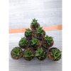 1551. Sansevieria Sindoro Hybrid 10 Pcs