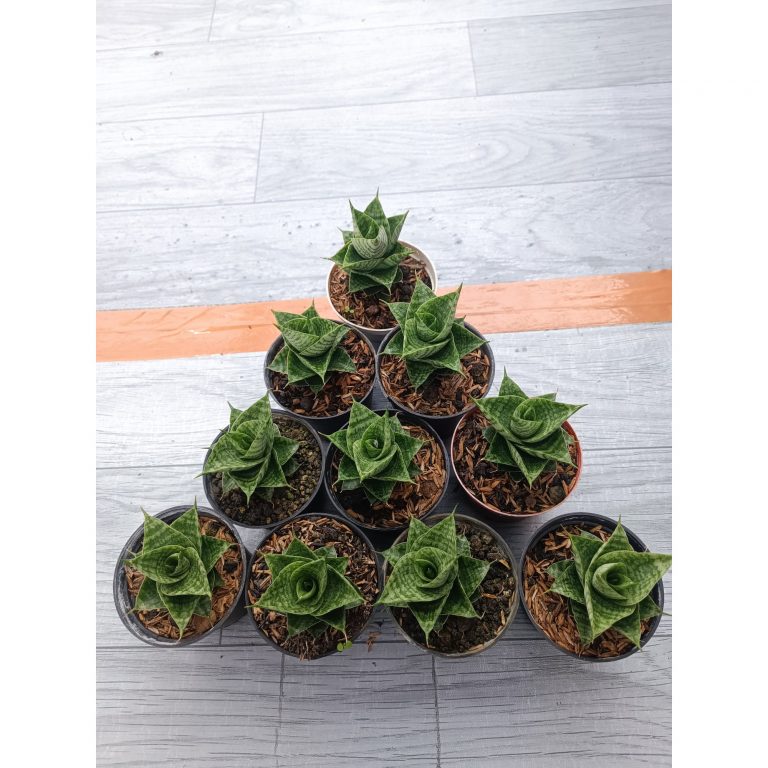 1551. Sansevieria Sindoro Hybrid 10 Pcs