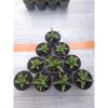 1550. Sansevieria Sindoro Size 8 Cm 10 Pcs