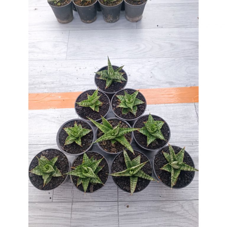 1550. Sansevieria Sindoro Size 8 Cm 10 Pcs