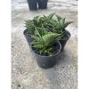 1488. Sansevieria Sindoro size 8 cm