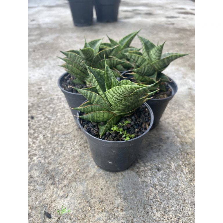 1488. Sansevieria Sindoro size 8 cm
