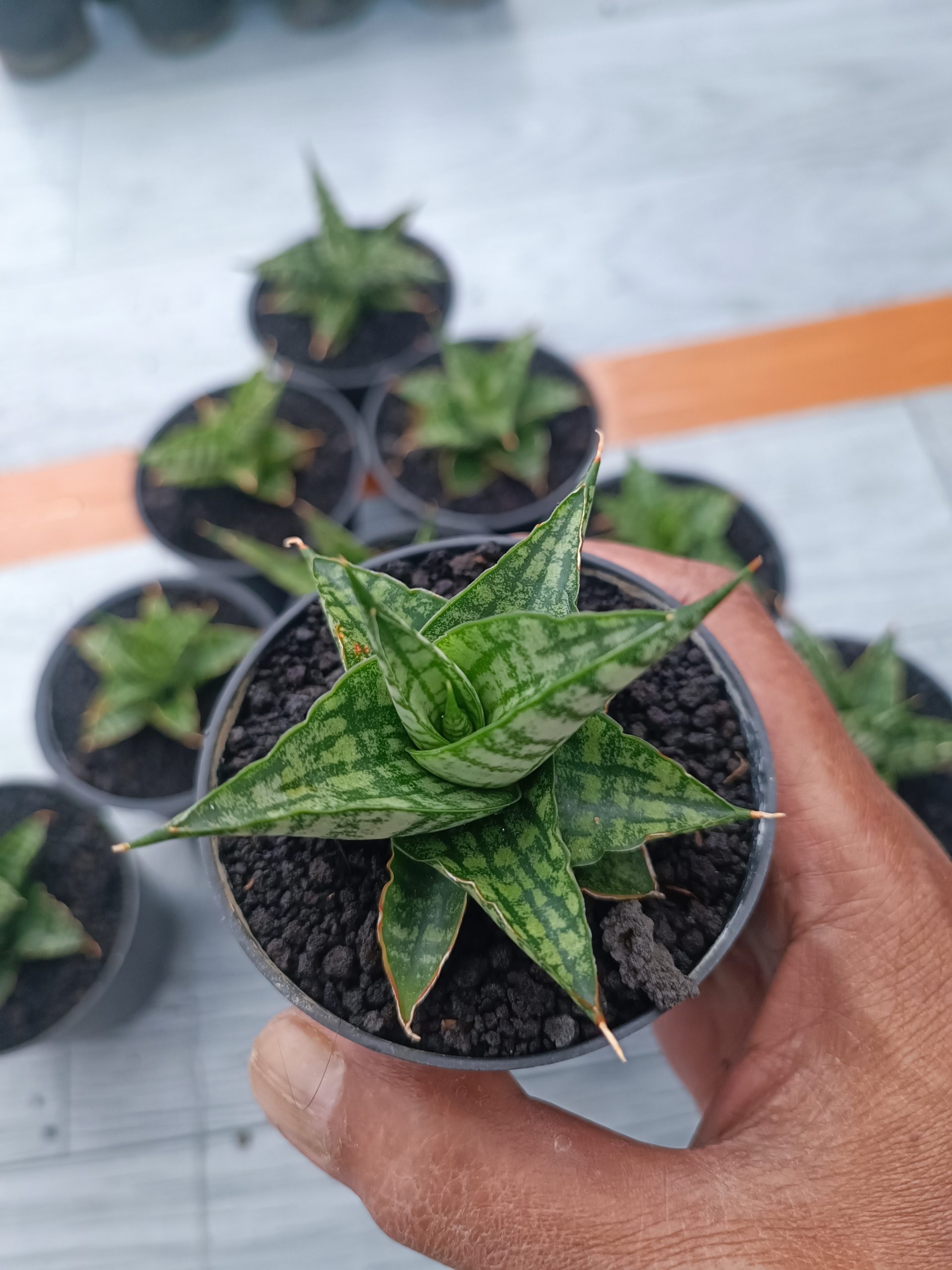 1550. Sansevieria Sindoro Size 8 Cm 10 Pcs - Image 2