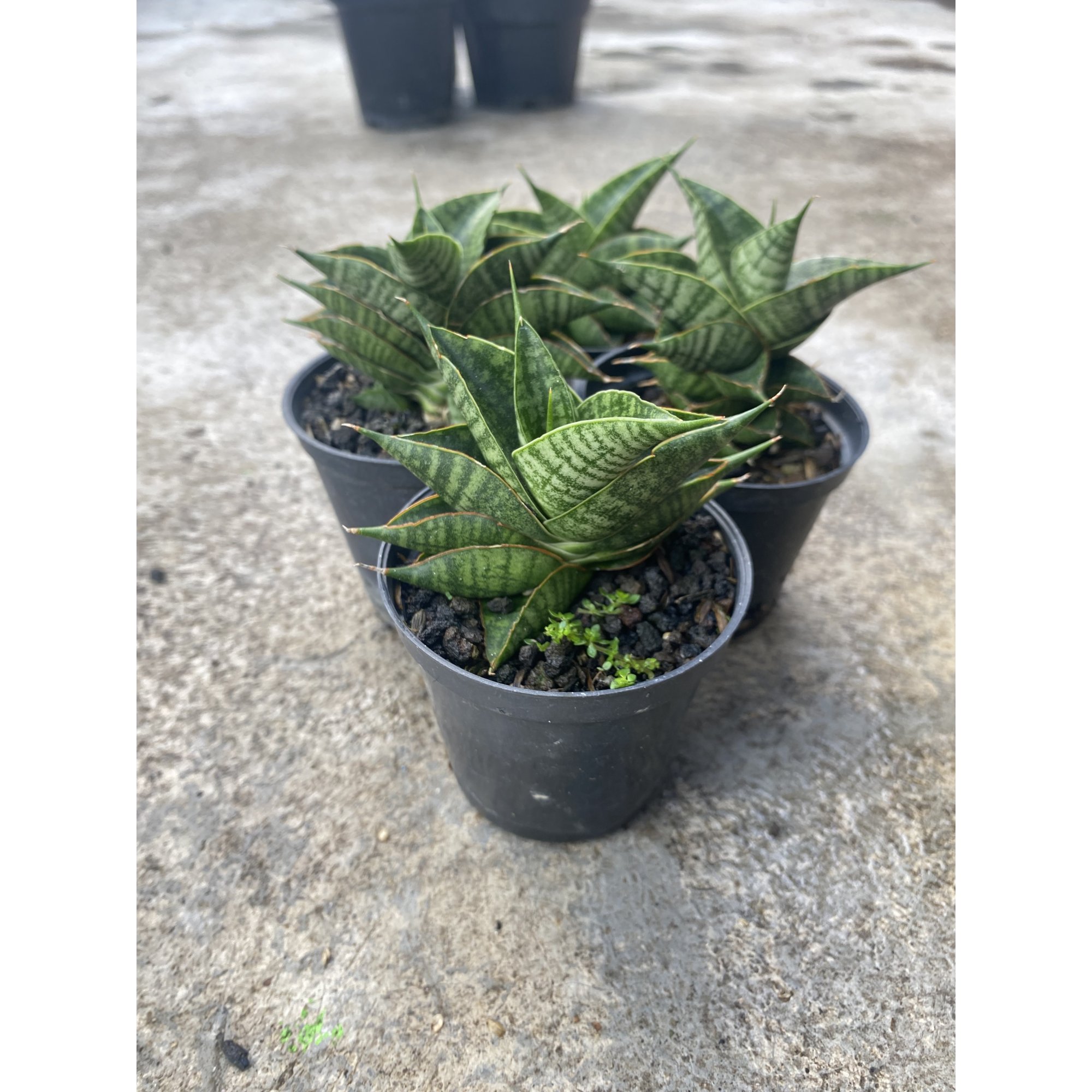 1488. Sansevieria Sindoro size 8 cm