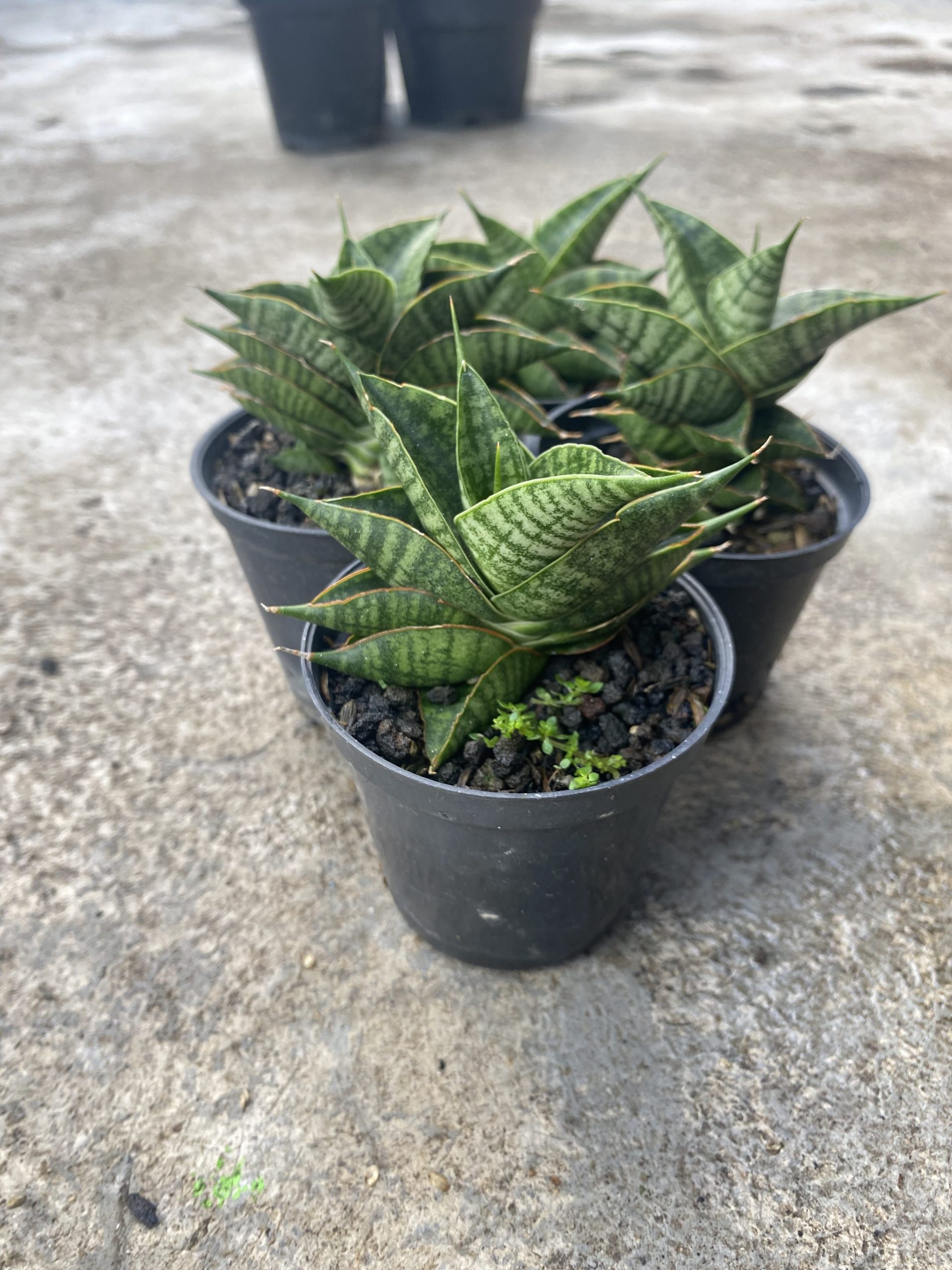 1488. Sansevieria Sindoro size 8 cm - Image 2