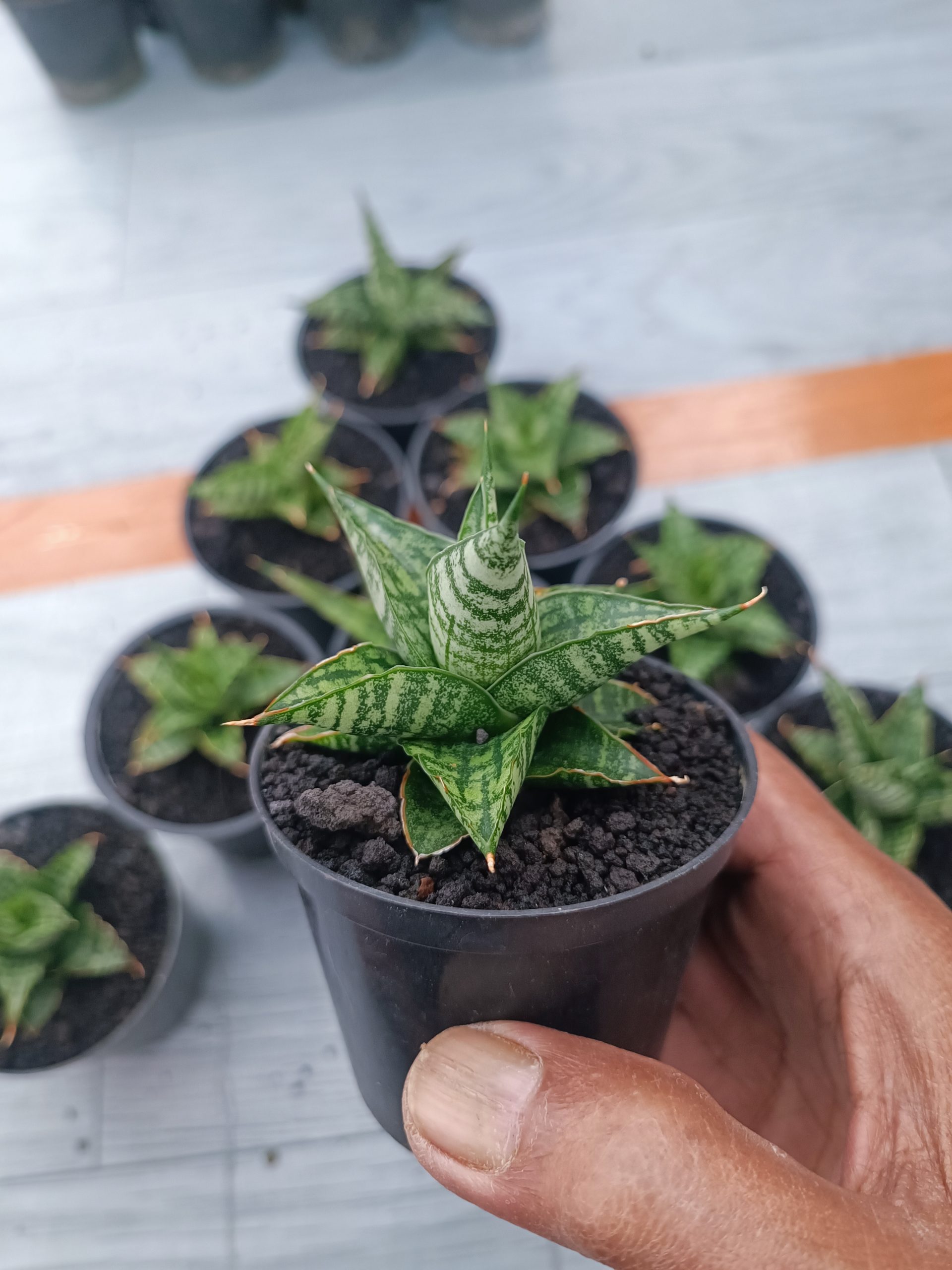 1550. Sansevieria Sindoro Size 8 Cm 10 Pcs - Image 3