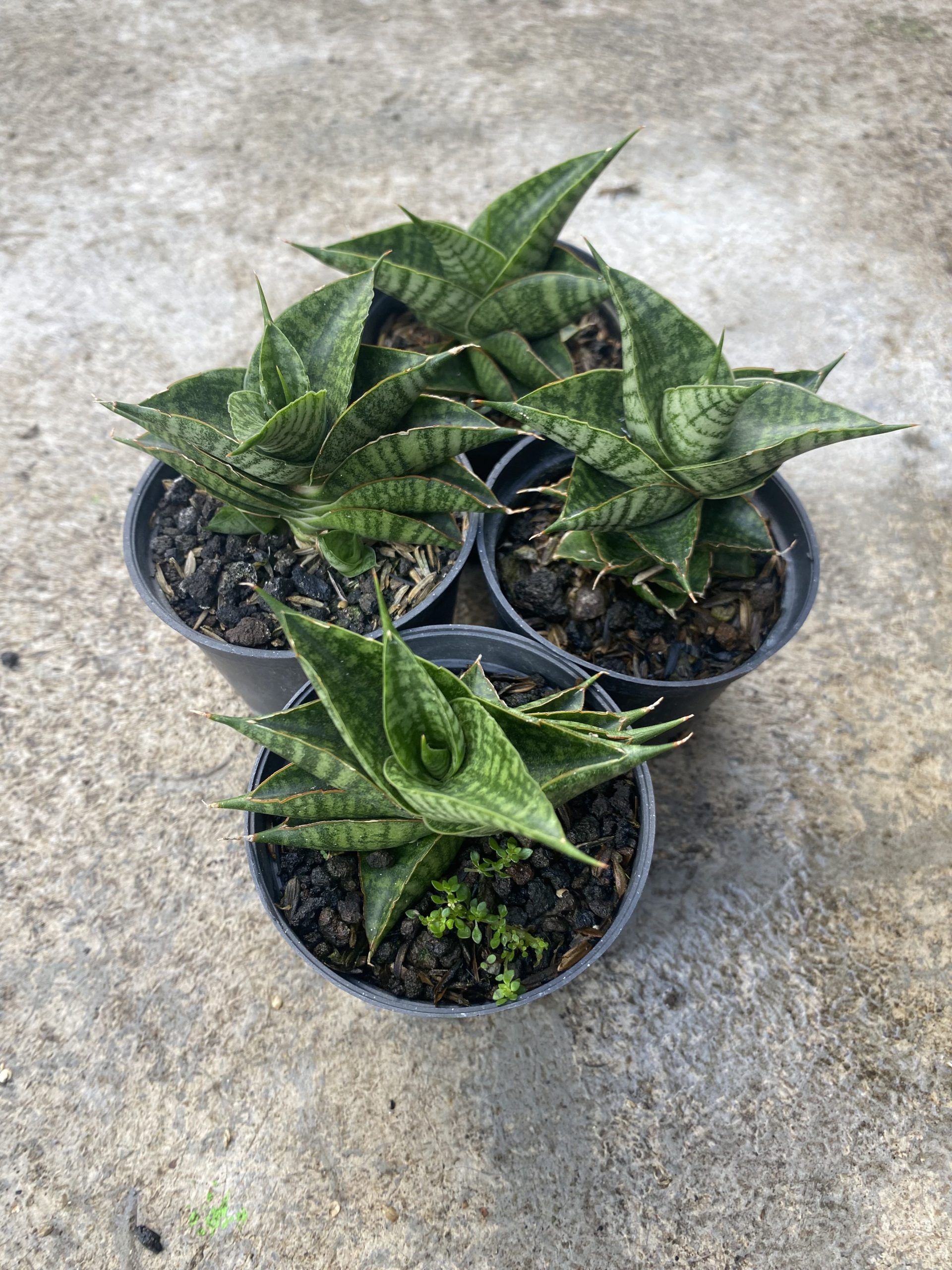 1488. Sansevieria Sindoro size 8 cm - Image 3