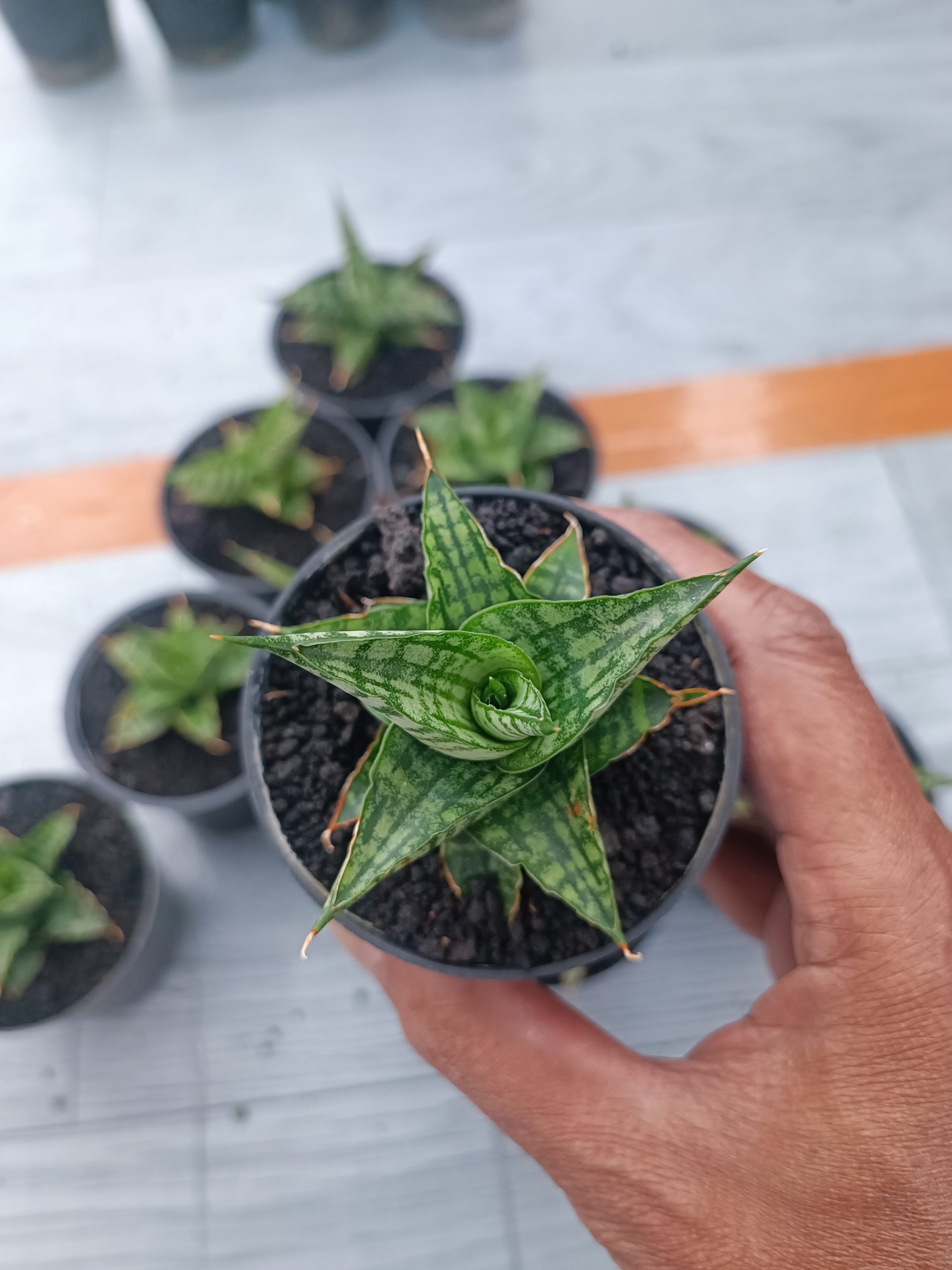 1550. Sansevieria Sindoro Size 8 Cm 10 Pcs - Image 4