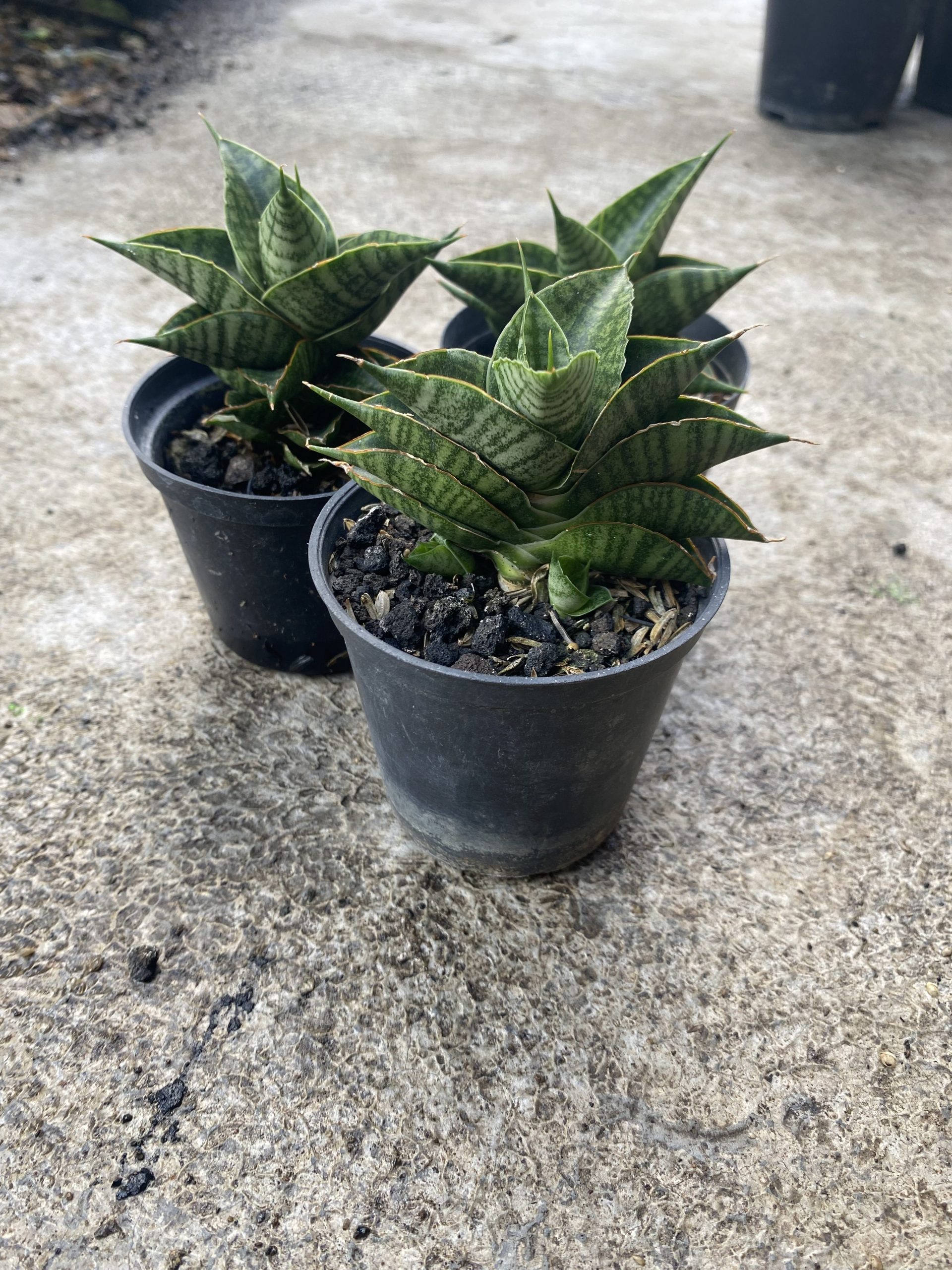 1488. Sansevieria Sindoro size 8 cm - Image 4
