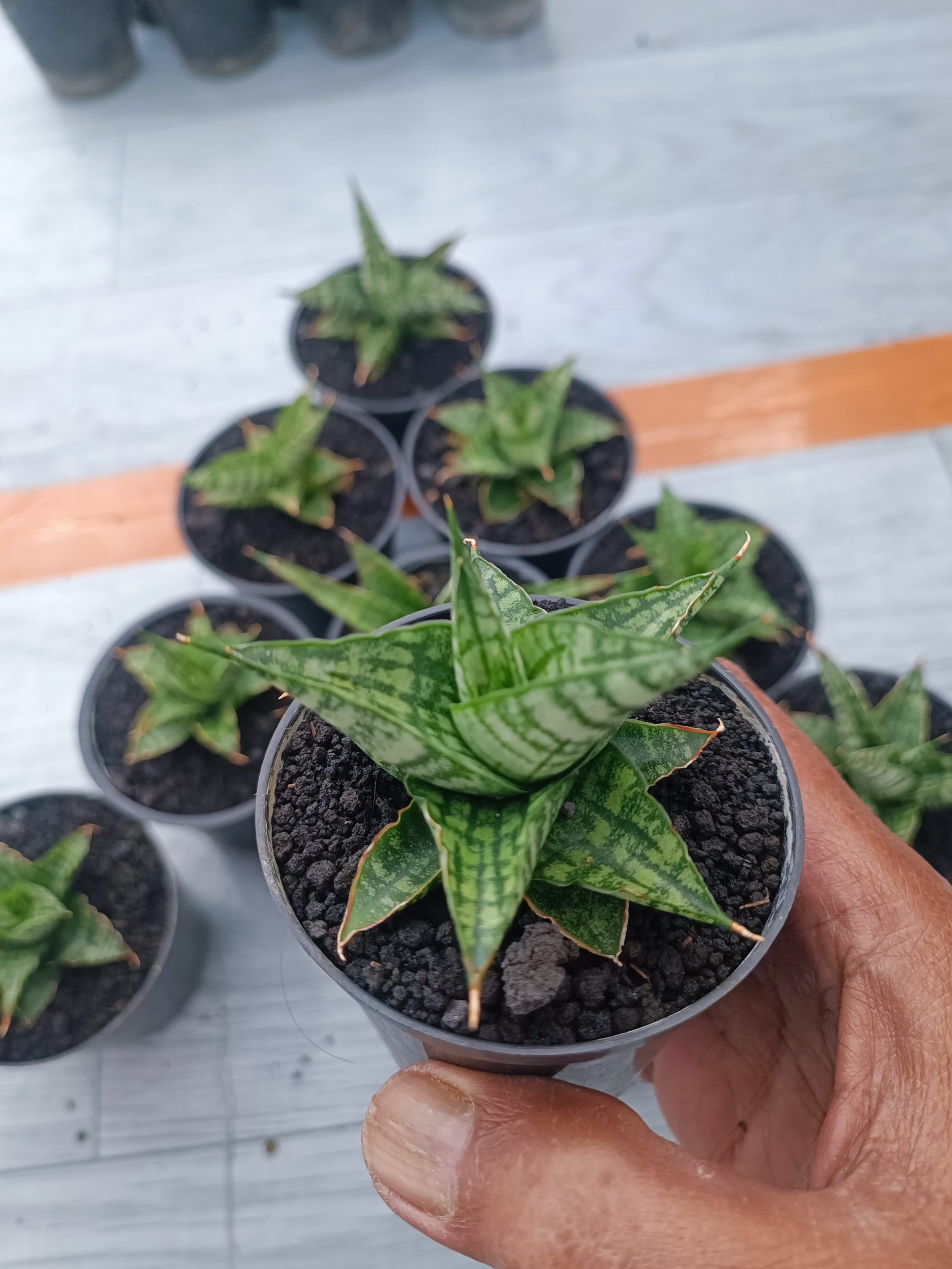 1550. Sansevieria Sindoro Size 8 Cm 10 Pcs - Image 5