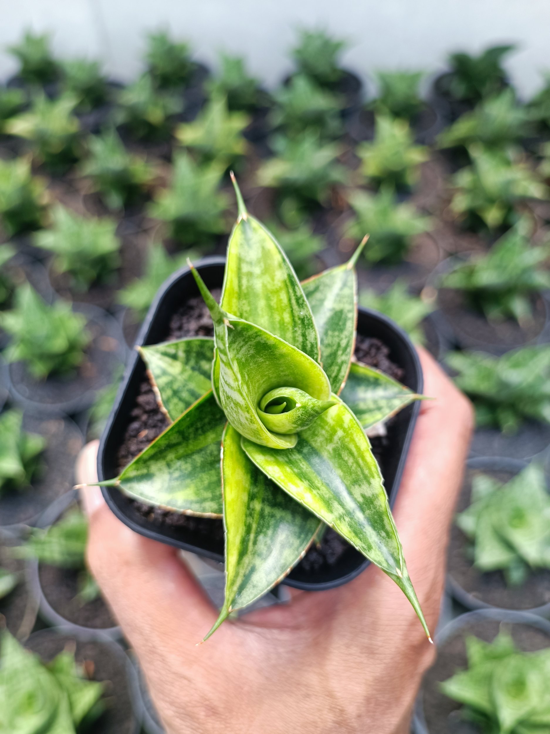 1993. Sansevieria Sindoro Variegated - Image 2
