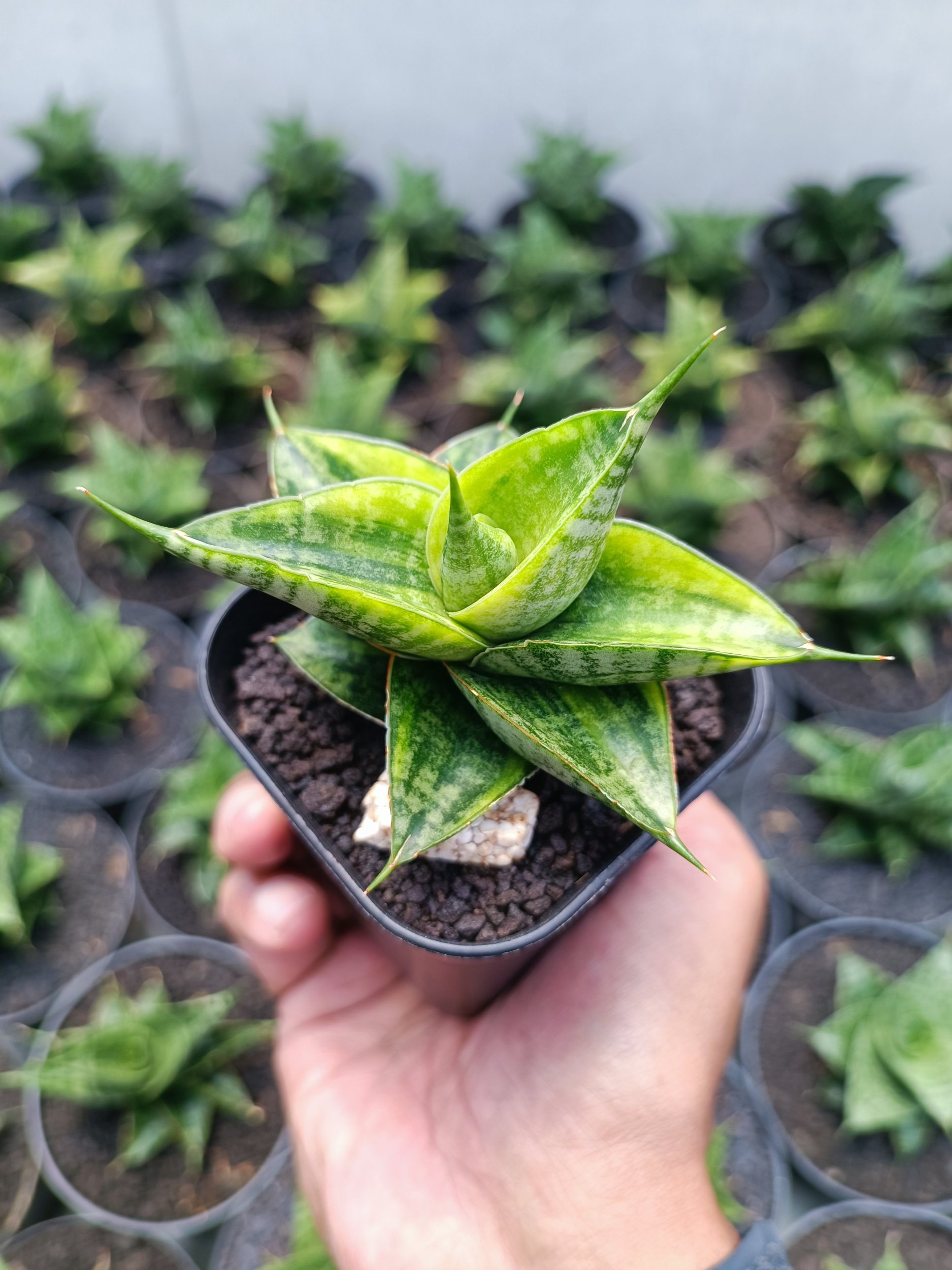 1993. Sansevieria Sindoro Variegated - Image 3