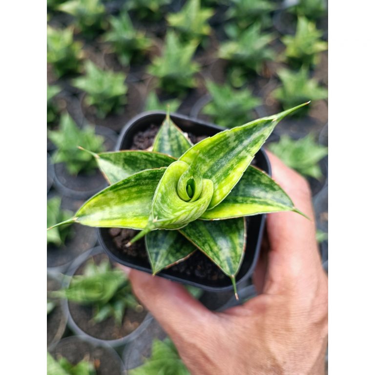 1993. Sansevieria Sindoro Variegated