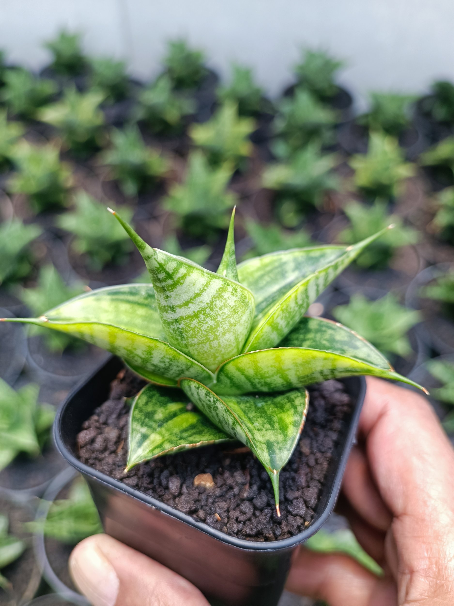 1993. Sansevieria Sindoro Variegated - Image 4
