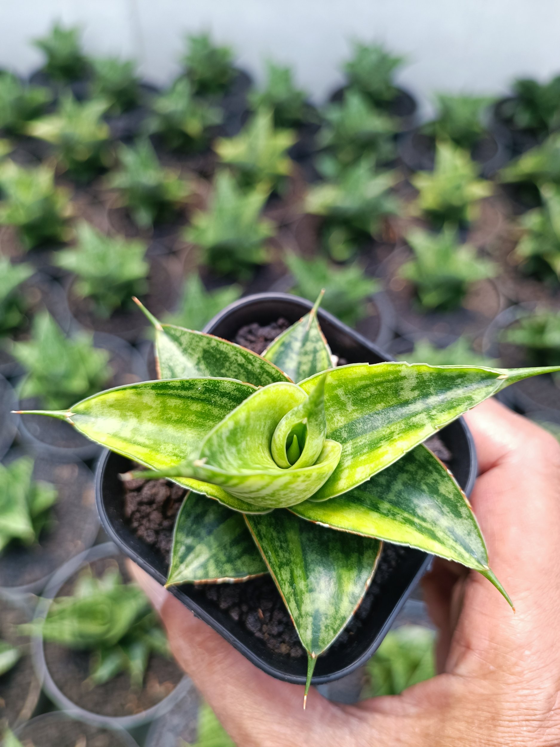 1993. Sansevieria Sindoro Variegated - Image 5