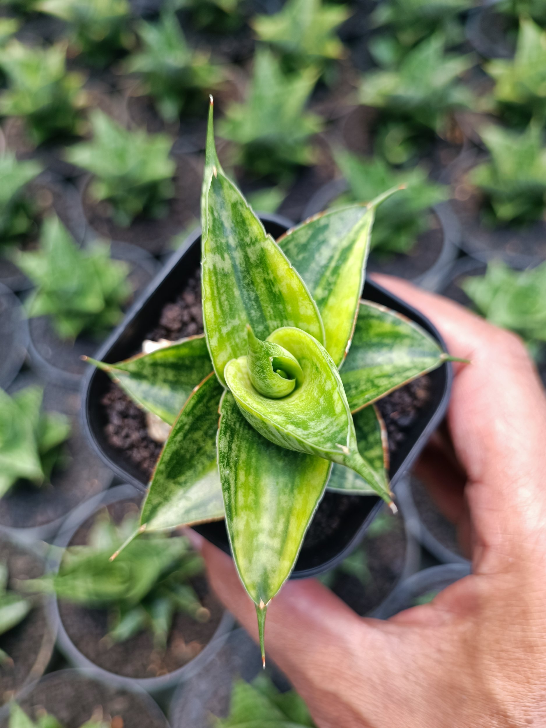 1993. Sansevieria Sindoro Variegated - Image 6