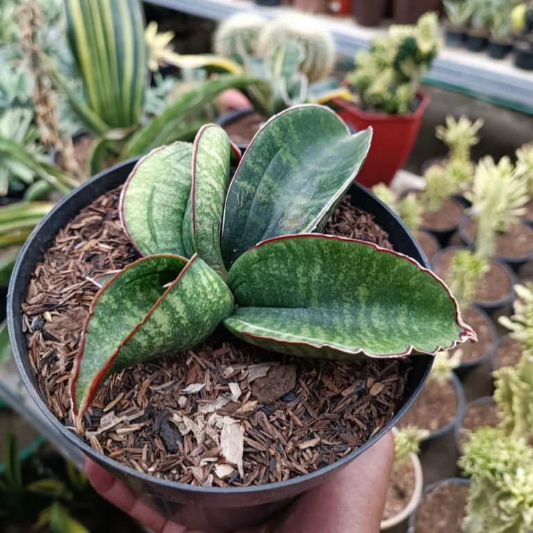 1686. Sansevieria Sinus Zimbabwe