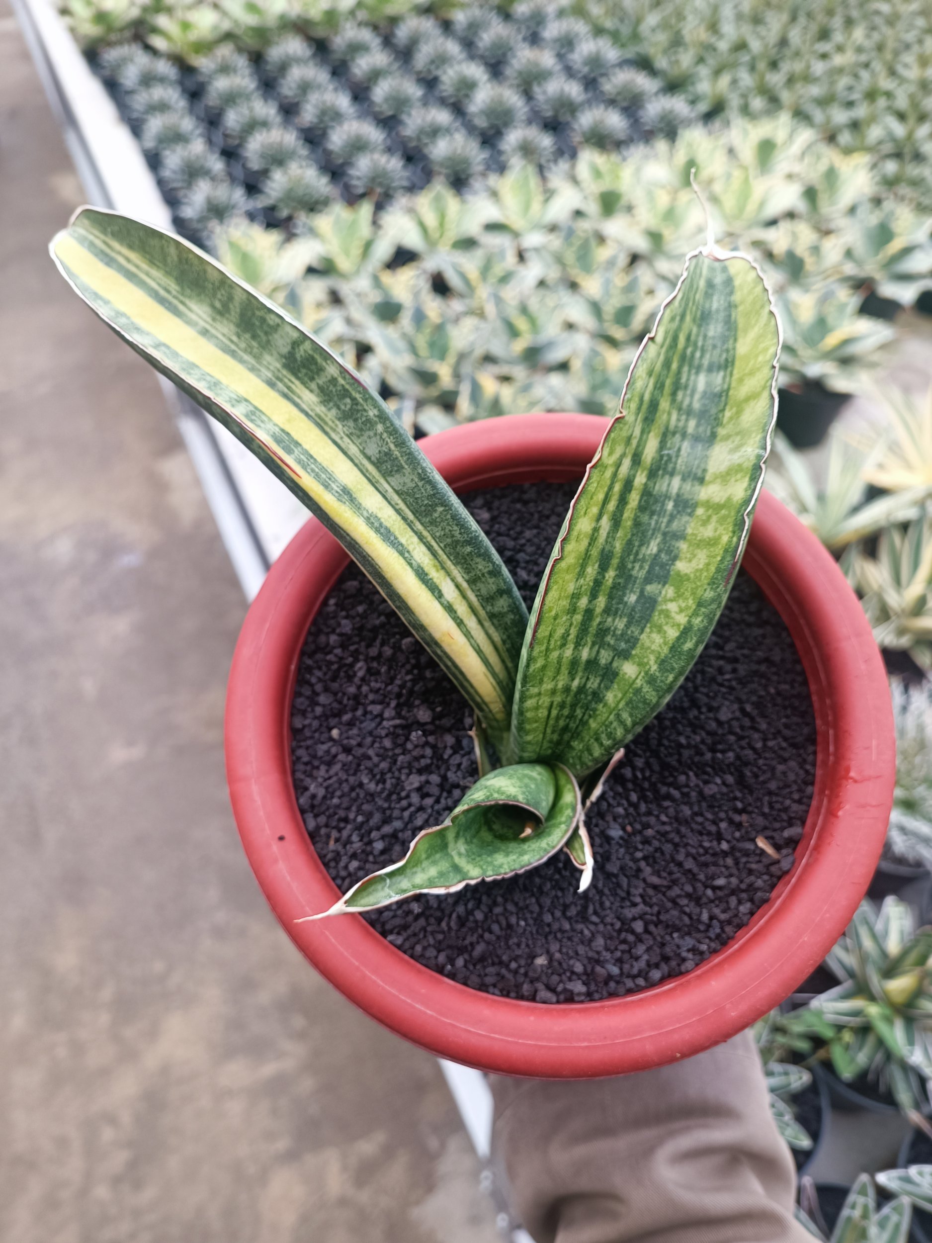 1690. Sansevieria Sinus Zimbabwe size 15 cm - Image 2