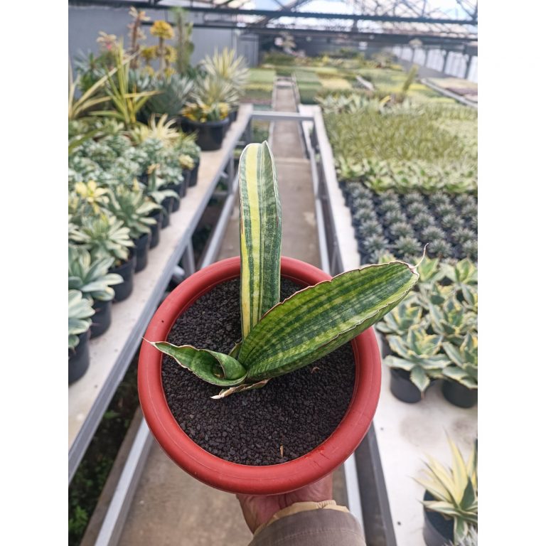 1690. Sansevieria Sinus Zimbabwe size 15 cm