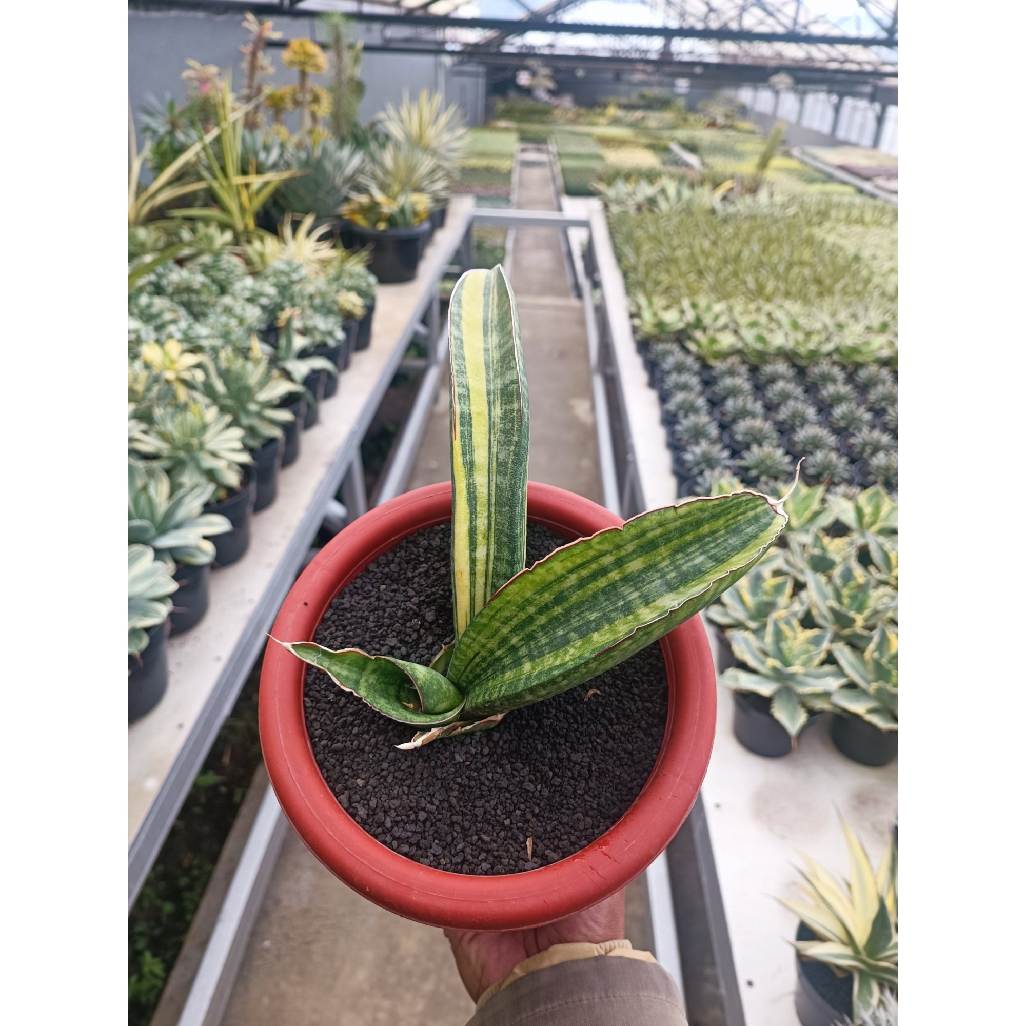 1690. Sansevieria Sinus Zimbabwe size 15 cm
