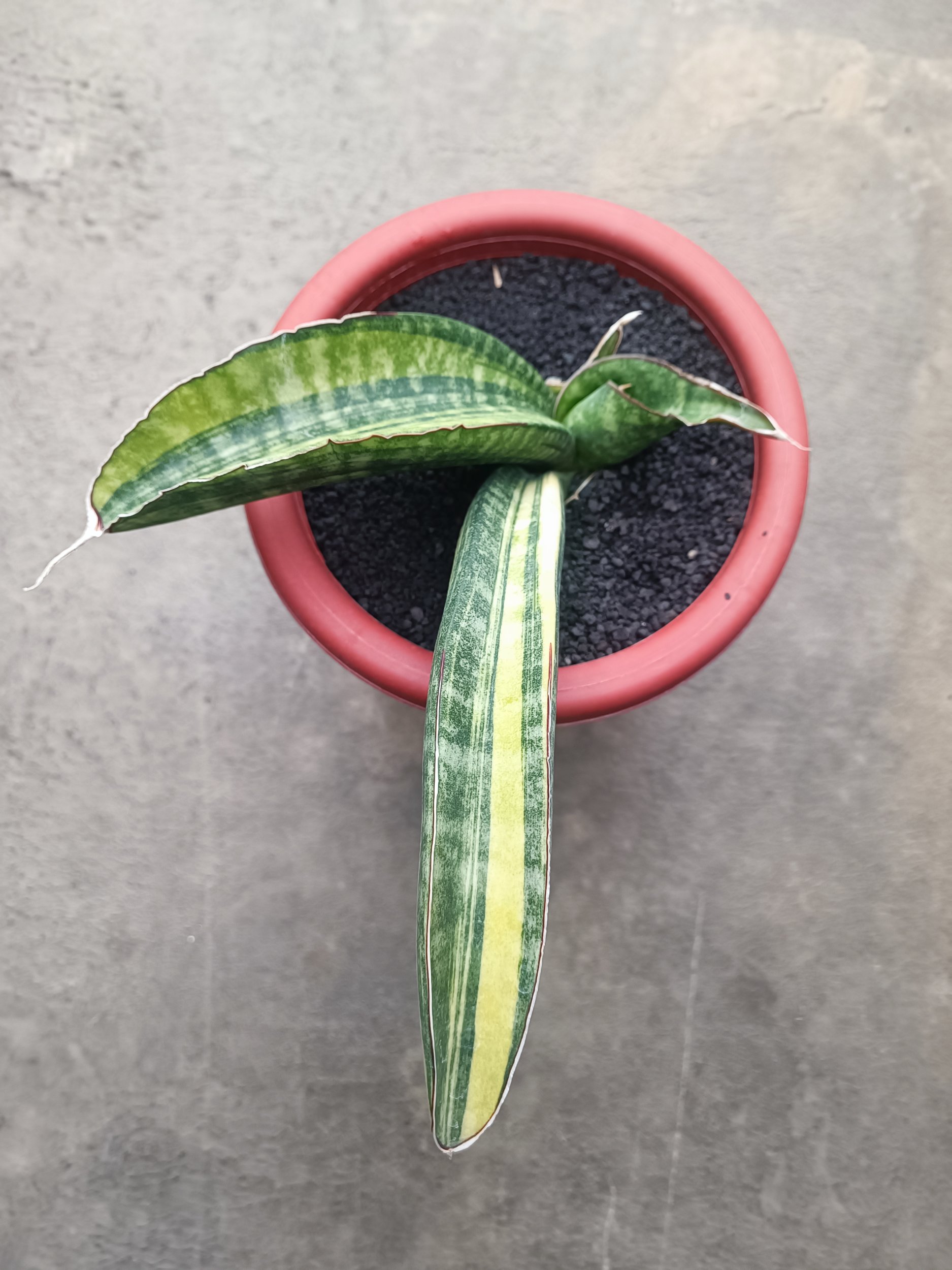 1690. Sansevieria Sinus Zimbabwe size 15 cm - Image 3