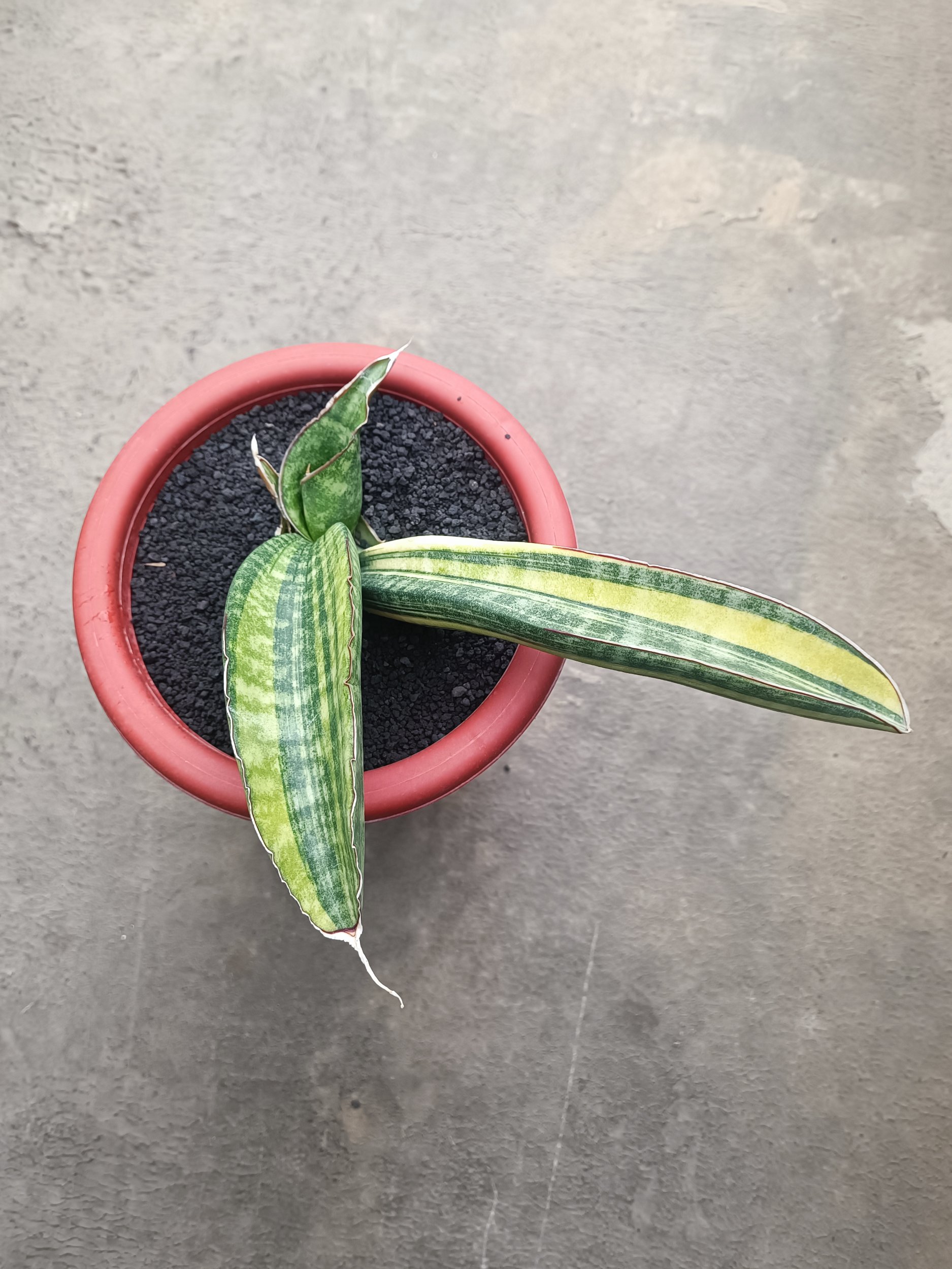 1690. Sansevieria Sinus Zimbabwe size 15 cm - Image 4
