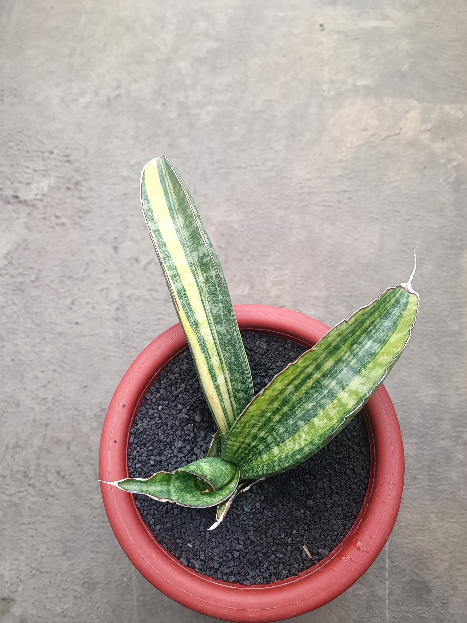1690. Sansevieria Sinus Zimbabwe size 15 cm - Image 5