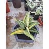 1689. Sansevieria Sinus Zimbabwe Rosettete Size 32 Cm