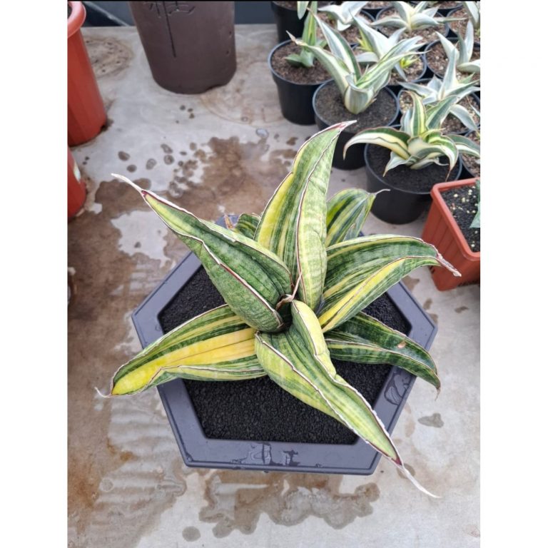 1689. Sansevieria Sinus Zimbabwe Rosettete Size 32 Cm