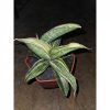 1687. Sansevieria Sinus Zimbabwe Variegated Cluster
