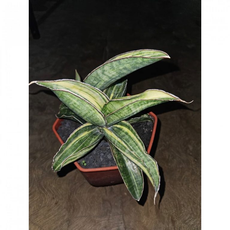 1687. Sansevieria Sinus Zimbabwe Variegated Cluster