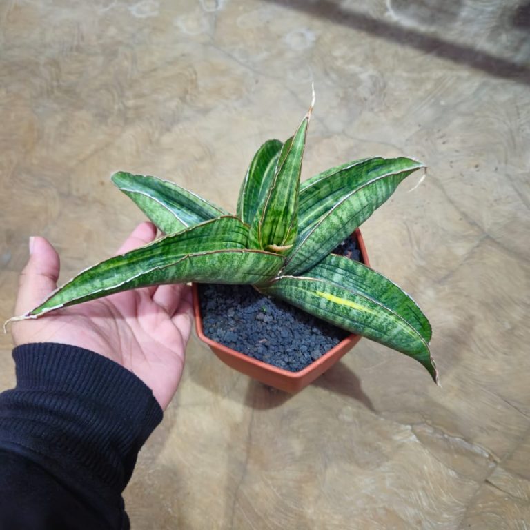 1091. Sansevieria Sinus Zimbabwe Variegated