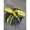 1980. Sansevieria Sinus Zimbabwe Variegated Rousette