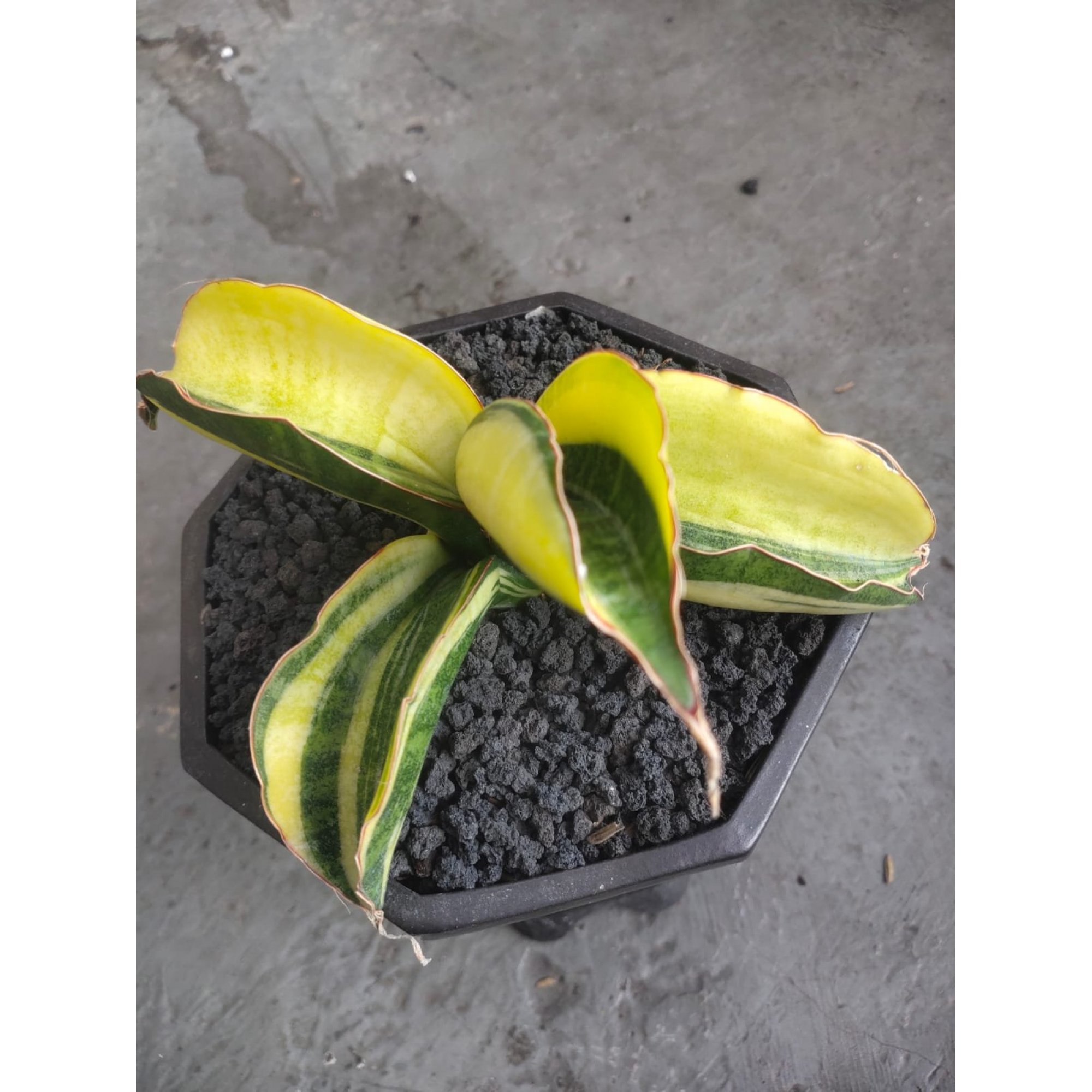 1980. Sansevieria Sinus Zimbabwe Variegated Rousette