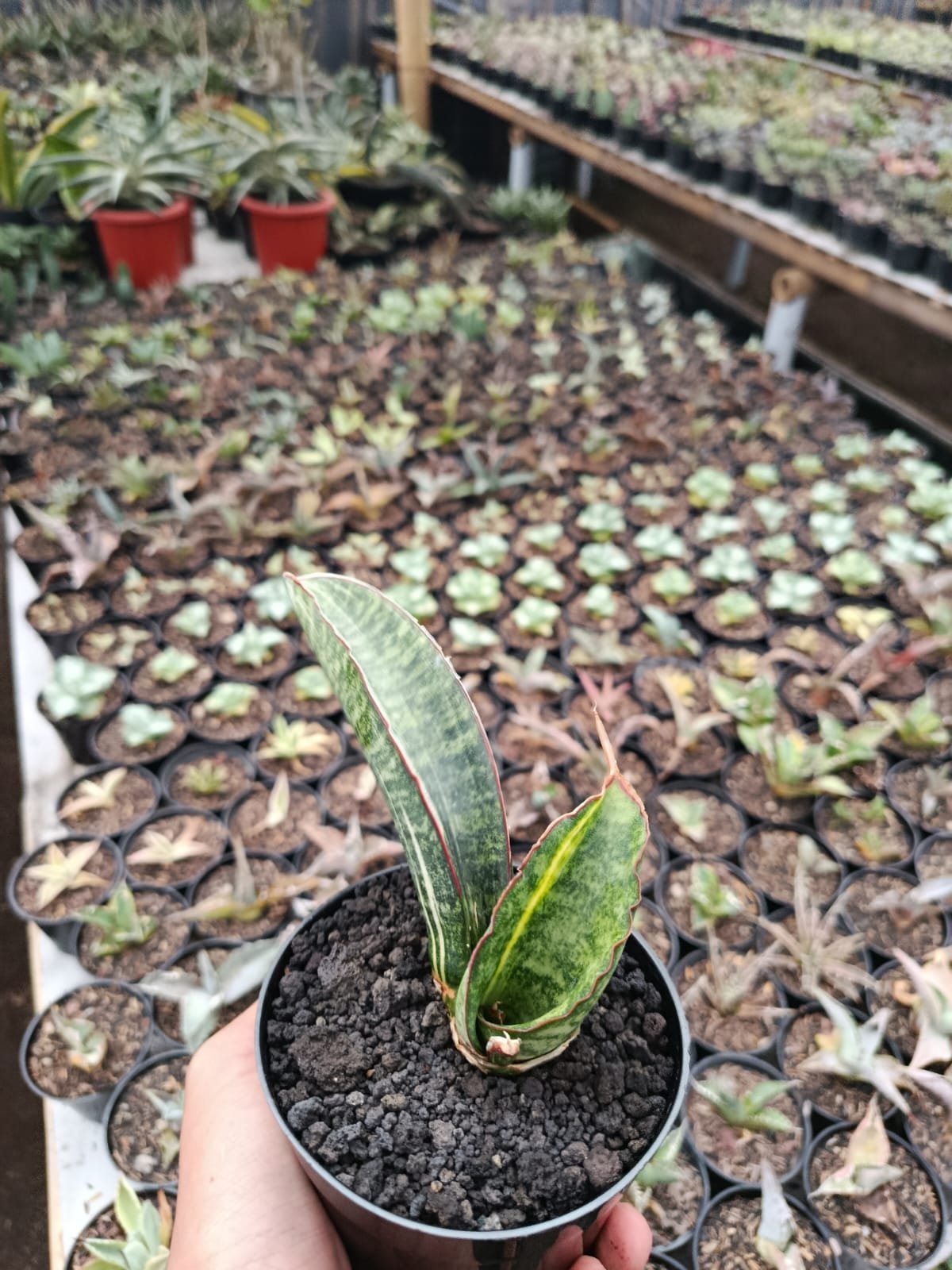 1693. Sansevieria Sinus Zimbabwe White Variegated - Image 2