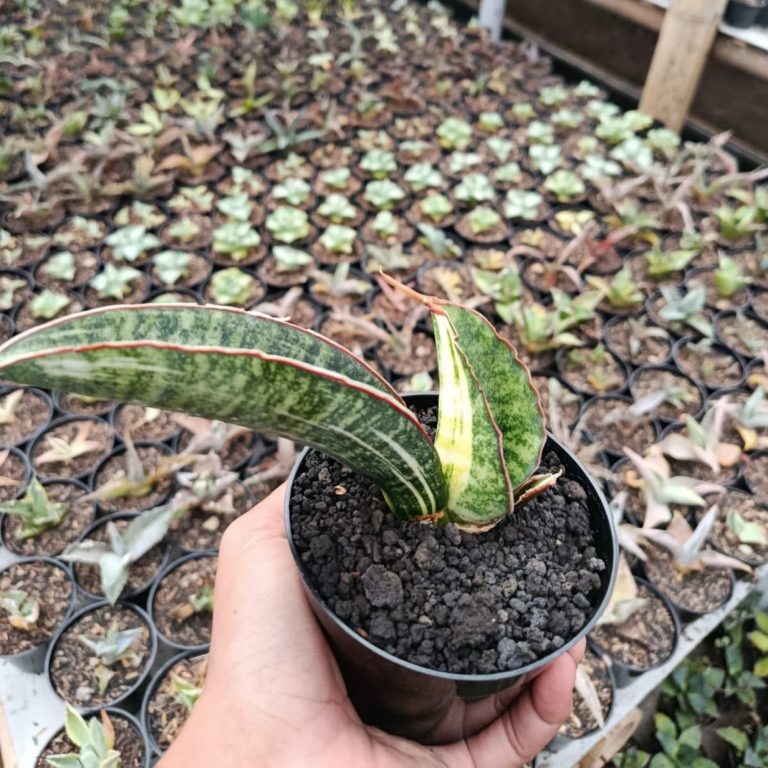 1693. Sansevieria Sinus Zimbabwe White Variegated
