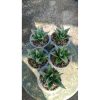 2166. Sansevieria Sky Claws 5 Pcs