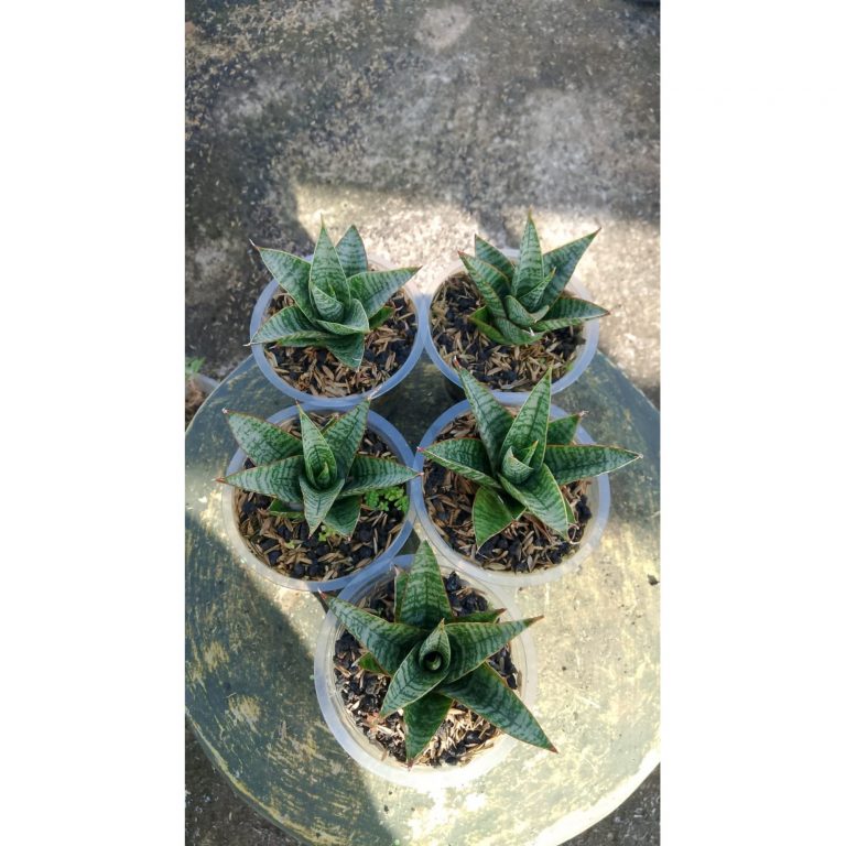 2166. Sansevieria Sky Claws 5 Pcs
