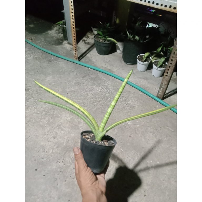 1898. Sansevieria Skyline Variegated